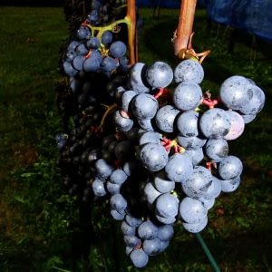 Winery & Herbs-rode druiven sfeer 2